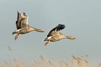 Ganzen (Dieren)