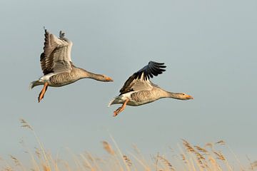 Geese at Sunrise by Patrick Reymer