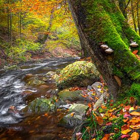 Herbstlicher Flussbaum mit Moos von Peschen Photography