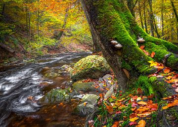 Herbstlicher Flussbaum mit Moos