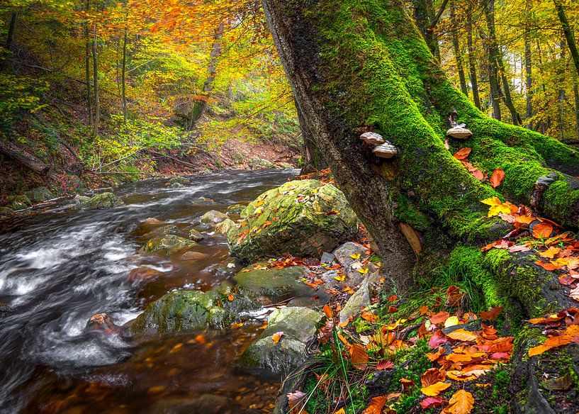Autumn River Tree with moss by Peschen Photography