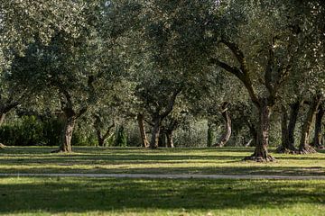Olive grove by Alfred Meester
