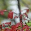 Herbst von Sylvia Schmidt