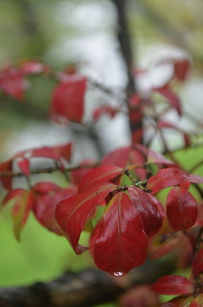 Herbst von Sylvia Schmidt