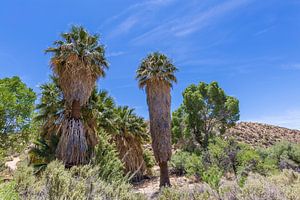 Lost Palms Oasis, Joshua Tree National Park