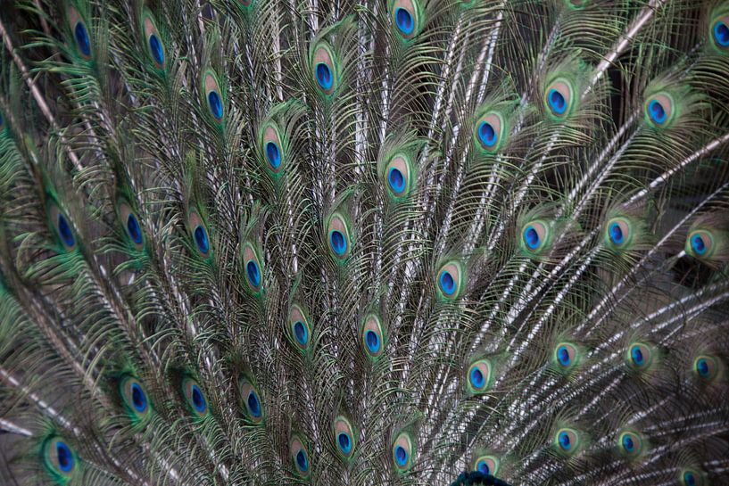 peacok feathers by Manon van Veen