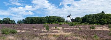 Nationalpark Sallandse Heuvelrug Niederlande von Richard Wareham