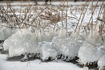 Nieuwkoopse Plassen in de winter met ijs
