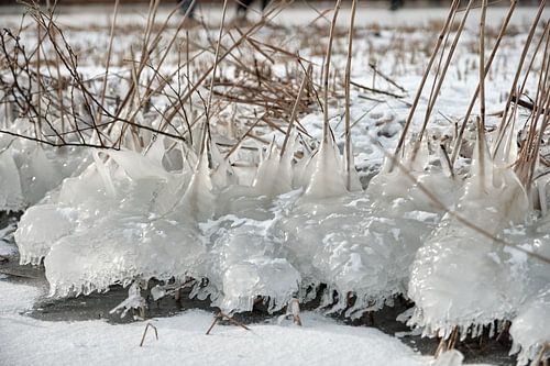Nieuwkoopse Plassen en hiver avec de la glace