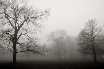 Parklandschap met bomen in de mist van Heiko Kueverling