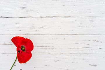 Rote Mohnblüte auf weißem Holzhintergrund zum Gedenktag von Alex Winter