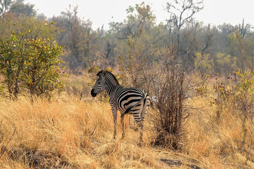 Zebra im Wildpark von Merijn Loch