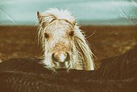 Eyþór sur Islandpferde  | IJslandse paarden | Icelandic horses Aperçu