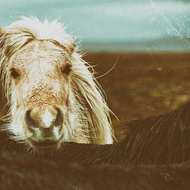 Eyþór van Islandpferde  | IJslandse paarden | Icelandic horses