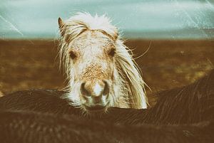 Eyþór sur Islandpferde  | IJslandse paarden | Icelandic horses