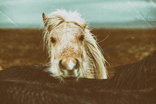 Eyþór von Islandpferde  | IJslandse paarden | Icelandic horses