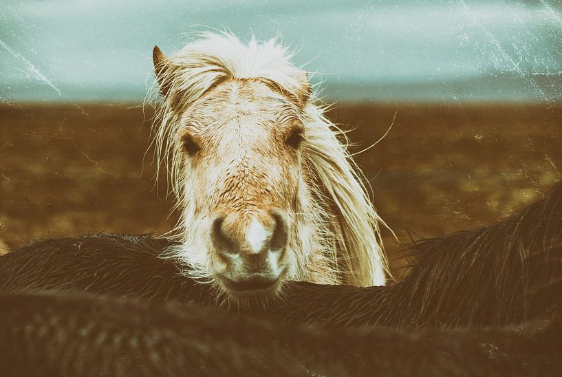 Eyþór par Islandpferde  | IJslandse paarden | Icelandic horses