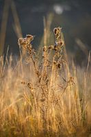 Verwobene Stille: Einsame Distel im goldenen Feld