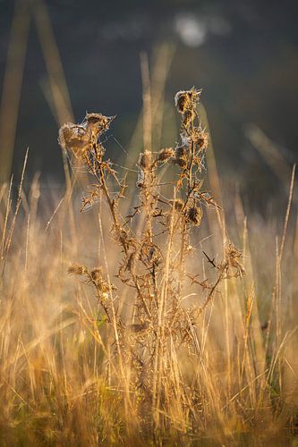 Interwoven silence: Lone thistle in the golden field