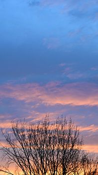 Lueur du soir au-dessus des branches nues
