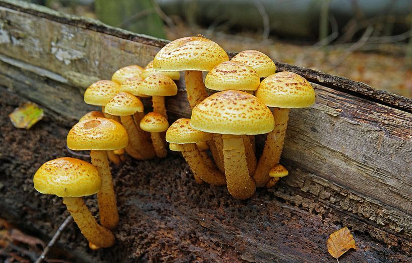 Herfst, Autumn, Mushroom par Yvonne Balvers