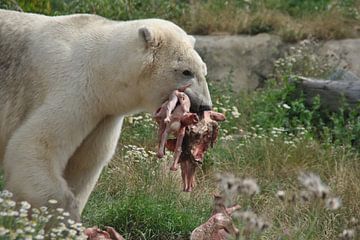 ijsbeer van Hans Swarttouw