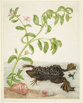 Portulak und Surinam-Kröte, Maria Sibylla Merian