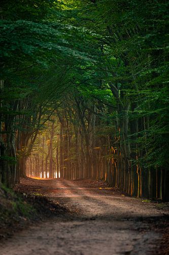 cathédrale d'arbres