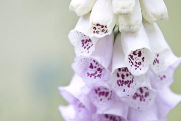 Digitalis vingerhoedskruid foto van Kirtah Designs