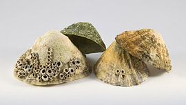 Composition of shells by Jaap Tanis