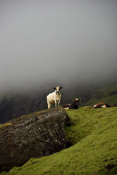 Isländische Kuh schaut über ihre Felder von Elisa in Iceland