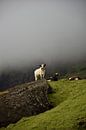 Isländische Kuh schaut über ihre Felder von Elisa in Iceland Miniaturansicht