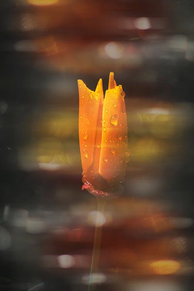eine halboffene goldene Mohnblume mit Regentropfen. von Ribbi