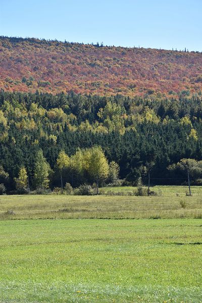 Land in one forest in autumn by Claude Laprise