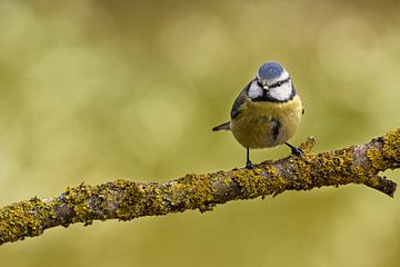 Blue Tit by Thomas Herzog