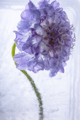 Zinnia rose dans la glace 2