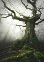 Witch of nature