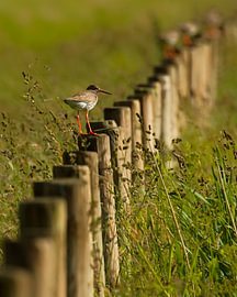 The Redshank Fence by Detlef Schöler Fotografie
