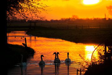 Swans in the sundown van Marc Hollenberg