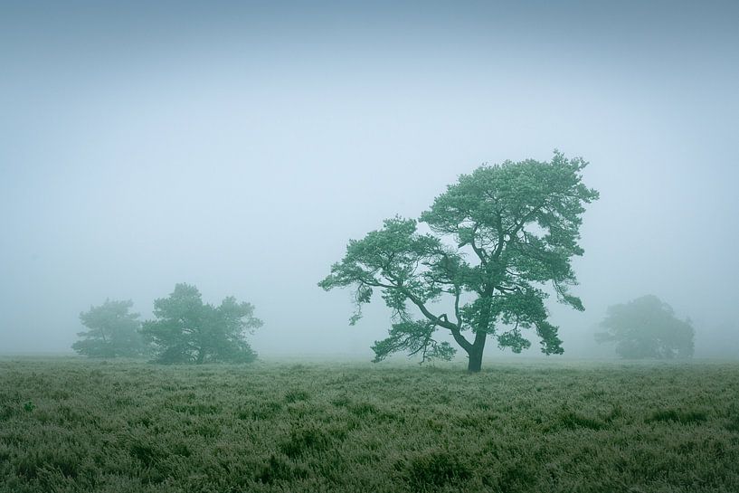 Tree IV by Rogier Kwikkers
