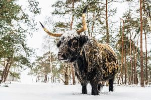 Portrait d'un Highlander écossais dans la neige en hiver sur Sjoerd van der Wal Photographie