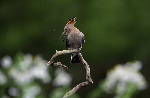 Hop tussen de bloementjes