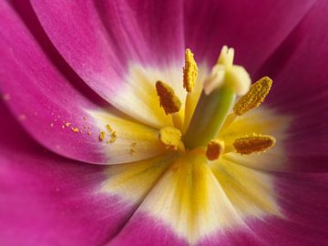 Macro van een roze tulp van Andreas Berheide Photography