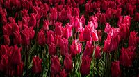 Tulpen in het licht