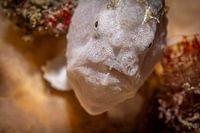 Frogfish mouth, Mabul island, Malaysia