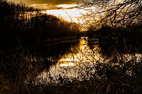 Ritthemse bos, laagstaande zon door bomen.
