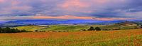 Panorama with poppies at Poggio Covili by Henk Meijer Photography thumbnail