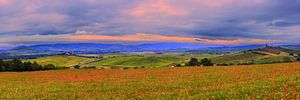 Panorama mit Mohnblumen in Poggio Covili