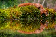 Squirrel on the edge van Kristof Piotrowski thumbnail