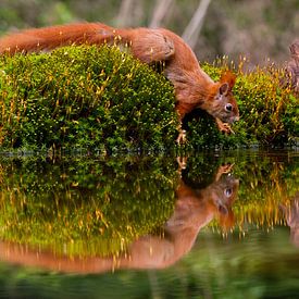 Squirrel on the edge von Kristof Piotrowski